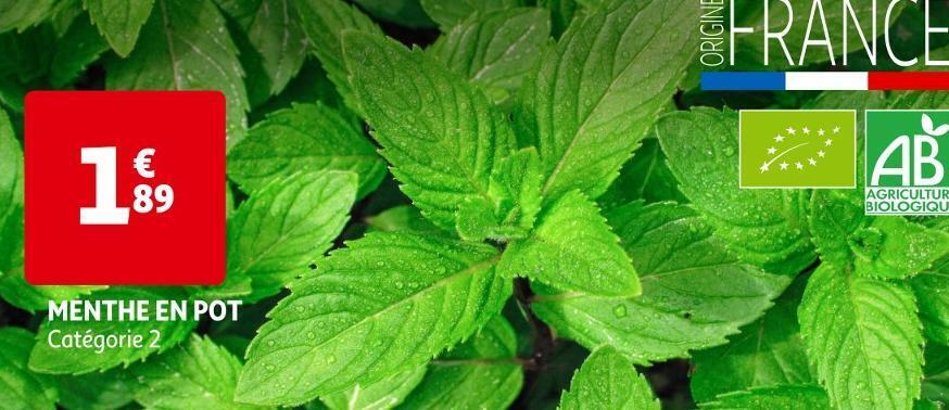 Auchan Menthe en pot offre