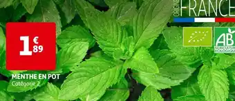Menthe en pot