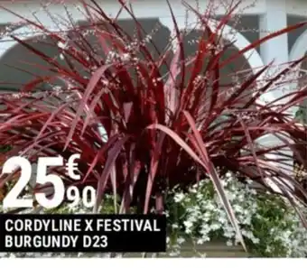 CORDYLINE X FESTIVAL BURGUNDY D23