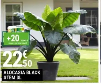 ALOCASIA BLACK STEM 3L