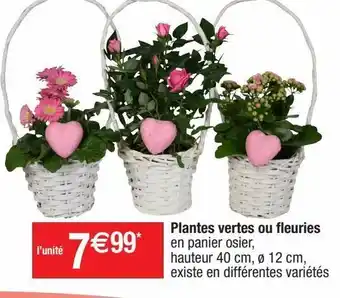 Plantes à fleurs