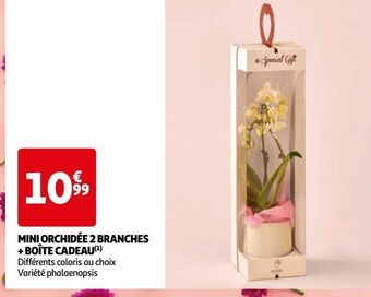 Auchan Supermarché Mini orchidée 2 branches + boîte cadeau( offre