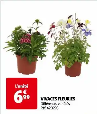 Auchan Vivaces fleuries offre