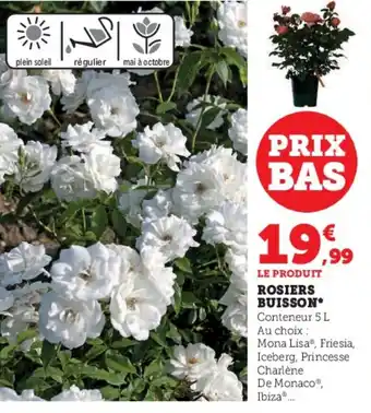 ROSIERS BUISSON*