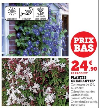 Super U PLANTES GRIMPANTES* offre