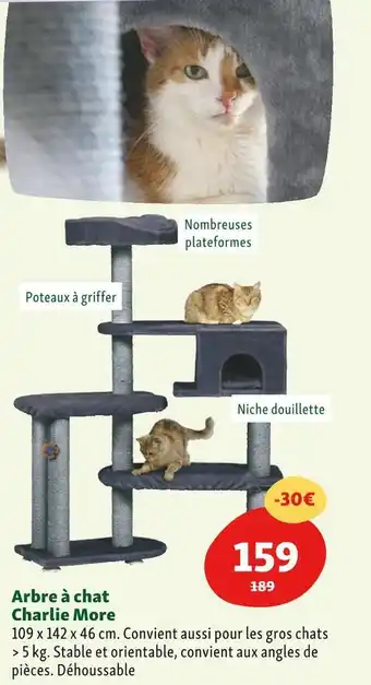 Arbre Ă chat charlie more