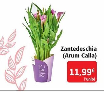 Zantedeschia (arum calla)