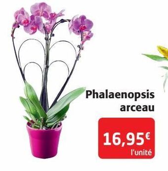 Colruyt Phalaenopsis arceau offre