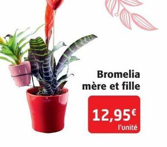 Colruyt Bromelia mère et fille offre