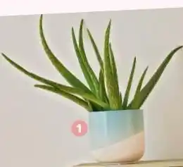 Aloe vera ecloz