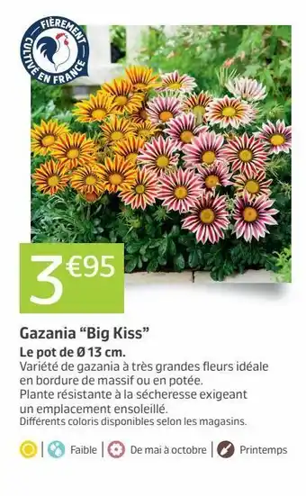 Gazania big kiss