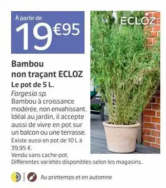 Bambou non traçant ecloz