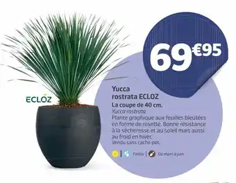 Jardiland Yucca rostrata ecloz offre