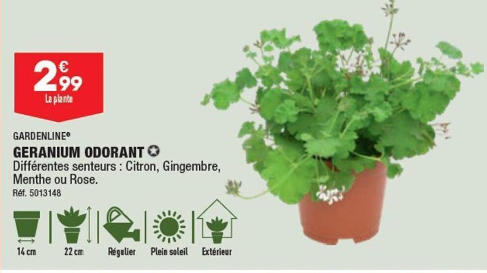 ALDI GARDENLINE GERANIUM ODORANT offre