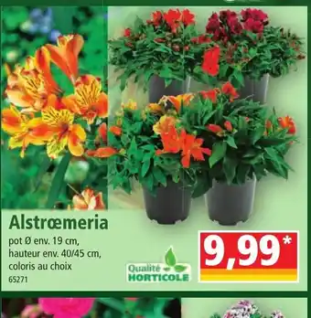 Alstroemeria