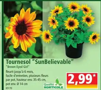 Norma Tournesol "SunBelievable" offre