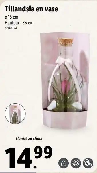 Lidl Plantes offre