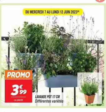 Lavande pot 17 cm
