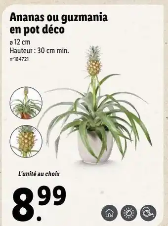 Lidl Ananas offre