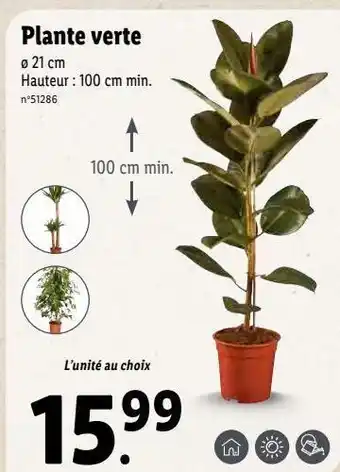 Lidl Plantes offre