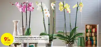 Intermarché Hyper PHALAENOPSIS 3 TIGES POT 12 CM ou orchidée 2 tiges pot 12 cm dans un couvre pot coloris variés offre
