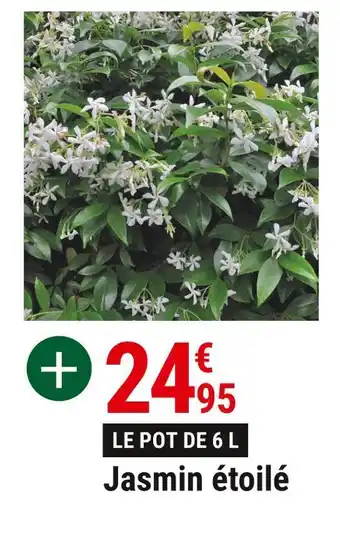 Gamm vert Jasmin étoilé offre