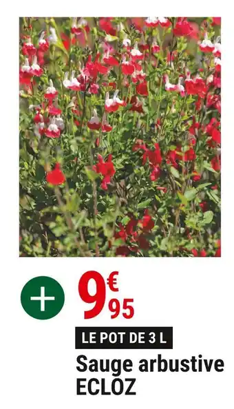 Gamm vert Ecloz sauge arbustive offre