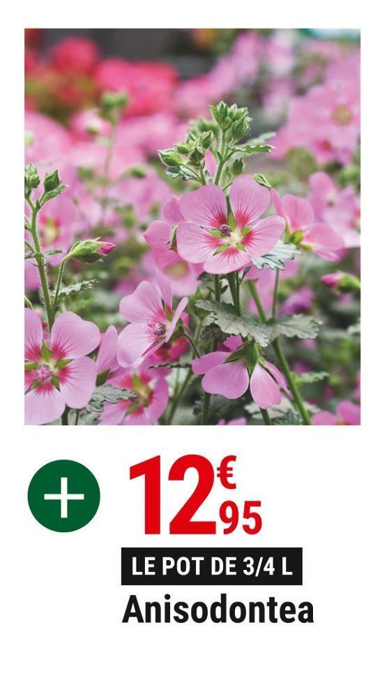 Gamm vert Anisodontea offre