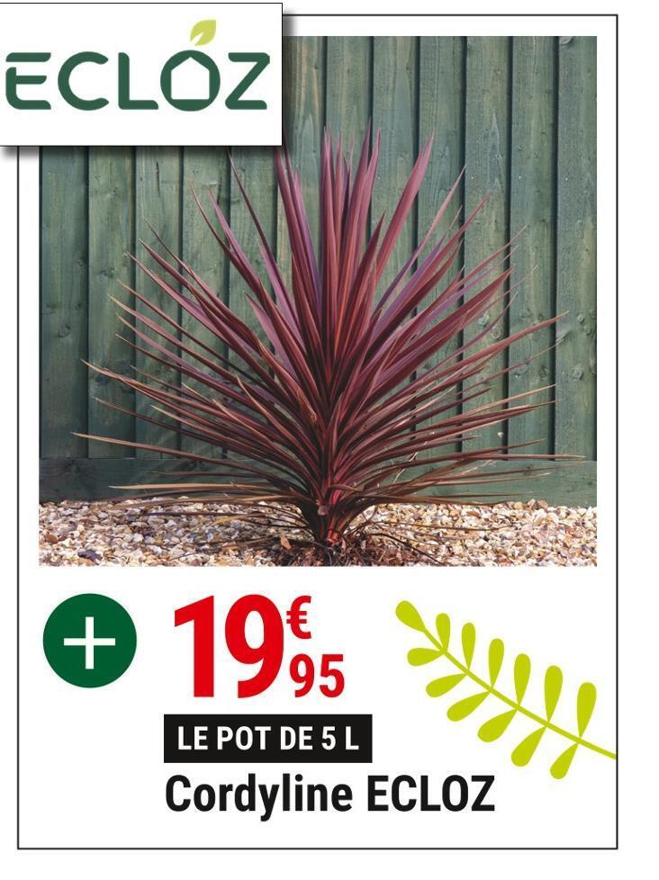 Gamm vert Ecloz cordyline offre