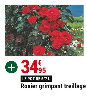 Rosier grimpant treillage