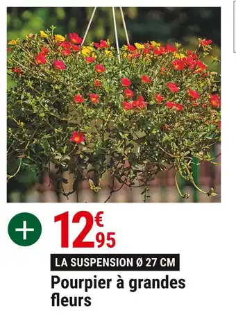 Gamm vert Pourpier à grandes fleurs offre