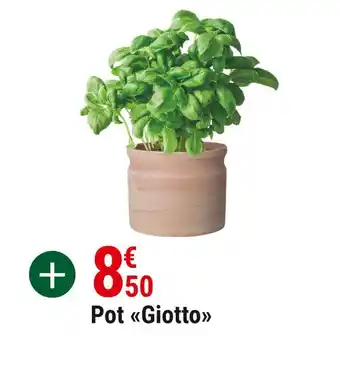 Pot giotto