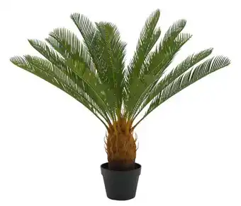 Casa Cycas palmier vert offre