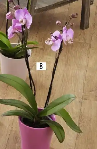 Géant Casino 8 Phalaenopsis 2 tiges offre
