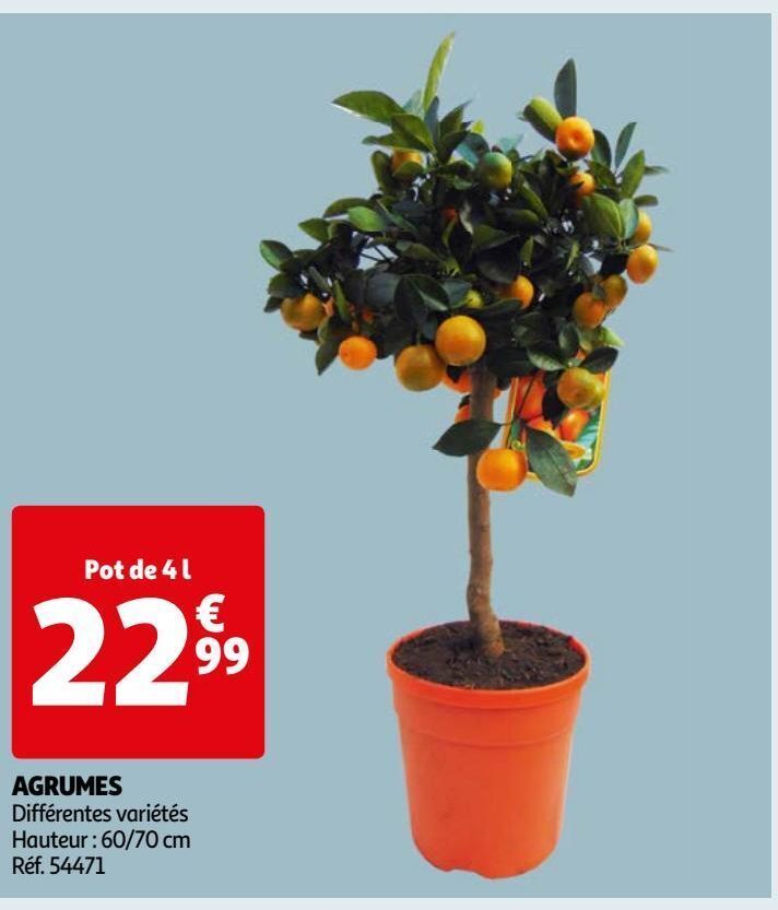 Auchan Agrumes offre