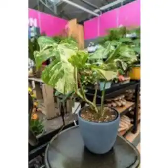 Monstera extreme variegata