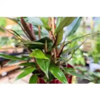 Philodendron new red