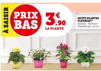 Super U Mixte plantes fleuries offre