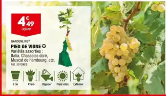 ALDI Gardenline pied de vigne offre