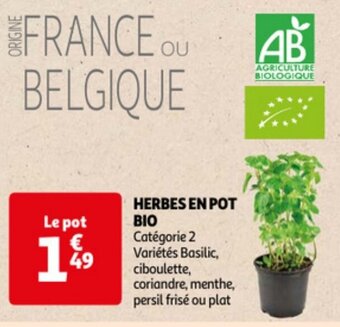 Auchan HERBES EN POT BIO offre