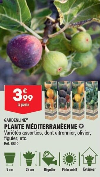 ALDI PLANTE MÉDITERRANÉENNE offre