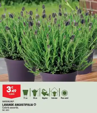 ALDI LAVANDE ANGUSTIFOLIA offre