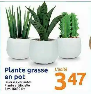 Action Plante Grasse En Pot offre
