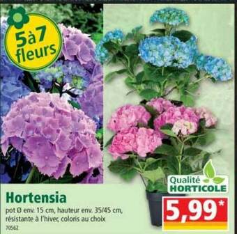 Norma Hortensia offre
