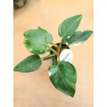 Philodendron white princess pot de 12