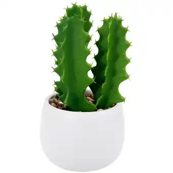 Action Plante grasse en pot offre