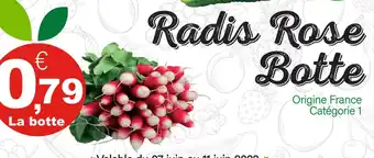 Radis Rose Botte