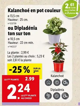 Lidl Kalanchoé en pot couleur offre