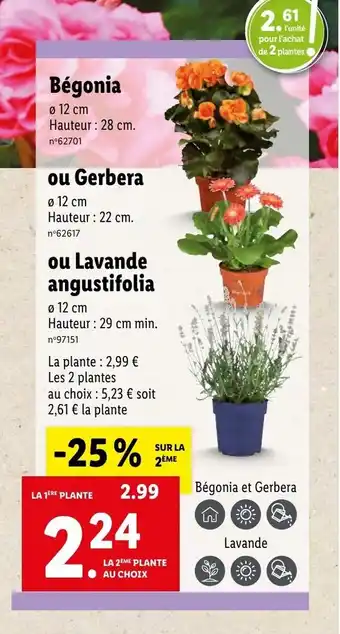 Lidl Bégonia offre