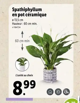 Lidl Spathiphyllum en pot céramique offre